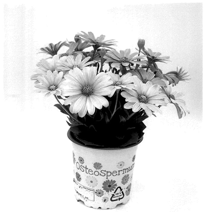 Figure 1 of US plant patent PP36242, the photograph of KLEOE22627 printed in the patent.