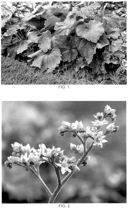 Figure 1 of US plant patent PP36243, the photograph of Fusion of Fire printed in the patent.