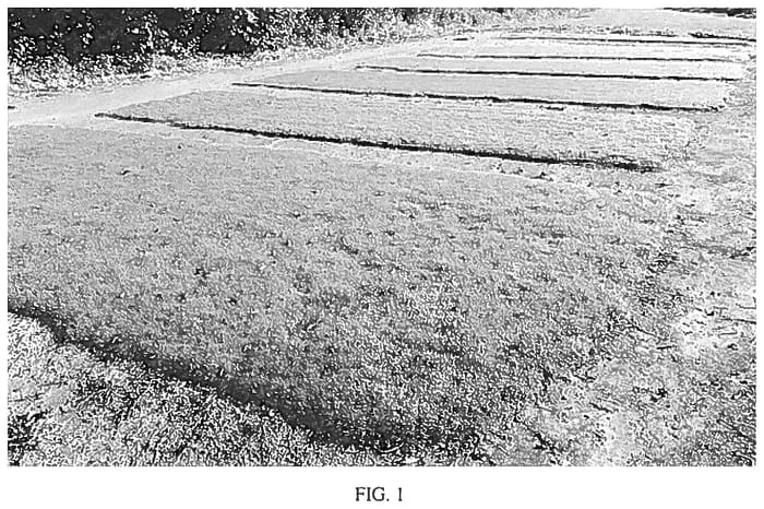 Figure 1 of US plant patent PP36244, the photograph of MSB-1017 printed in the patent.