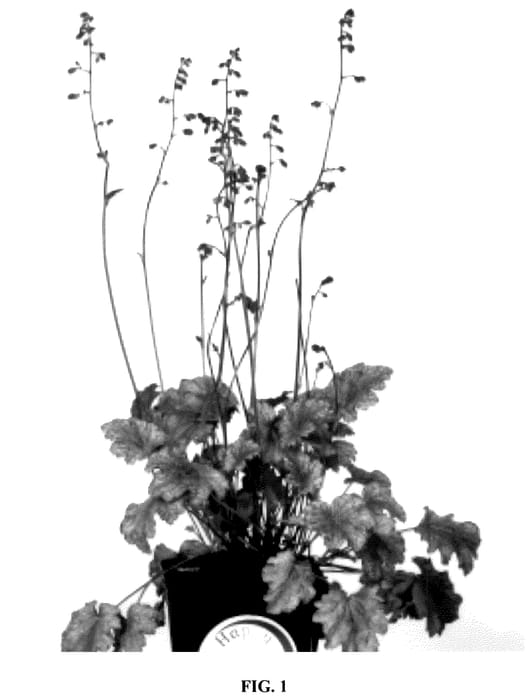 Figure 1 of US plant patent PP36245, the photograph of Snowy Panky printed in the patent.