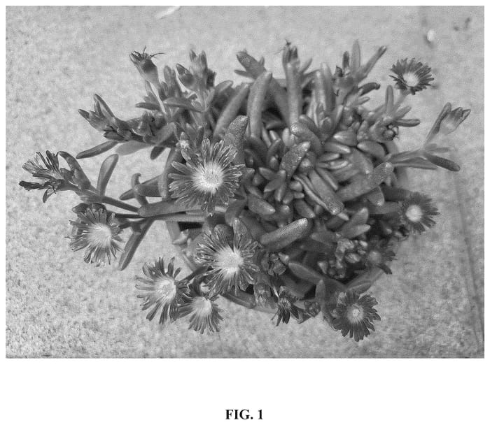 Figure 1 of US plant patent PP36246, the photograph of S3red printed in the patent.