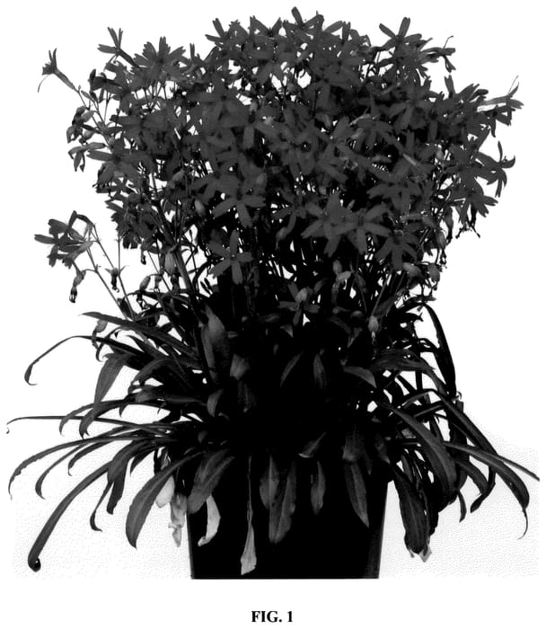 Figure 1 of US plant patent PP36247, the photograph of Sil005 printed in the patent.
