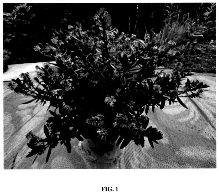 Figure 1 of US plant patent PP36248, the photograph of IB 605-2 printed in the patent.