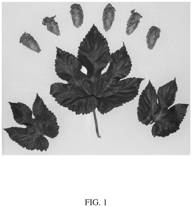 Figure 1 of US plant patent PP36249, the photograph of HS15619 printed in the patent.