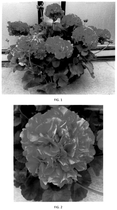 Figure 1 of US plant patent PP36250, the photograph of PEQZ0107 printed in the patent.