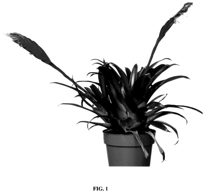 Figure 1 of US plant patent PP36251, the photograph of Multred printed in the patent.