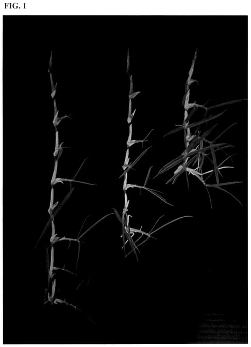 Figure 1 of US plant patent PP36252, the photograph of XZ 14069 printed in the patent.