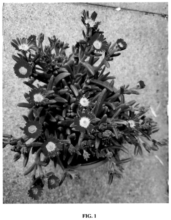 Figure 1 of US plant patent PP36253, the photograph of S3ros printed in the patent.