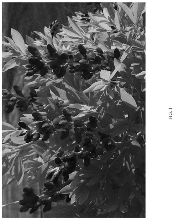 Figure 1 of US plant patent PP36255, the photograph of PIIBAP-06-21 printed in the patent.