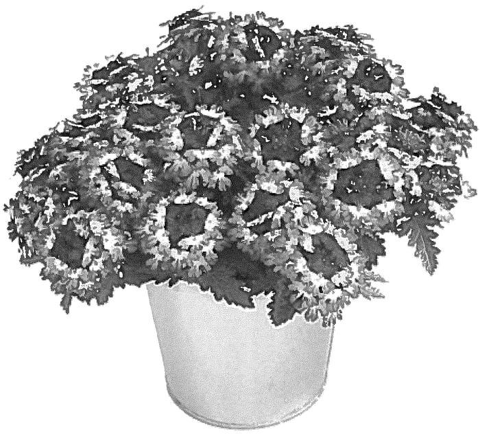 Figure 1 of US plant patent PP36256, the photograph of KLEVP23124 printed in the patent.