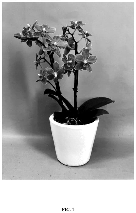 Figure 1 of US plant patent PP36257, the photograph of PHA578420 printed in the patent.