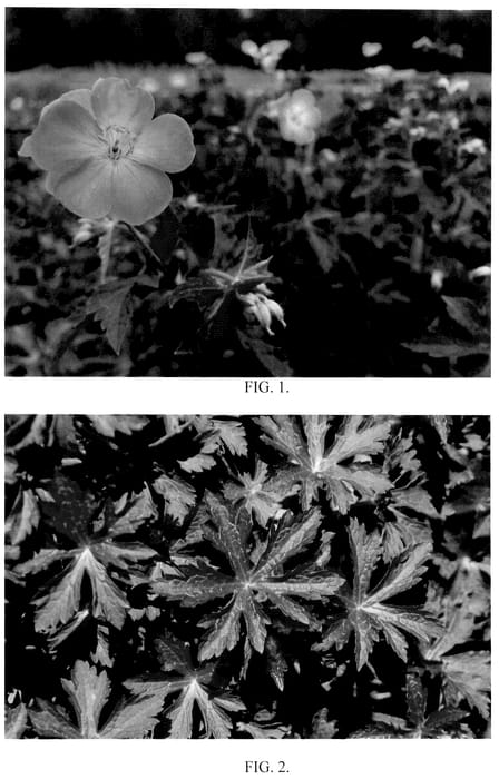 Figure 1 of US plant patent PP36258, the photograph of Huggy Bear printed in the patent.