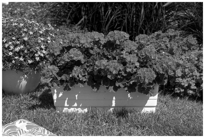 Figure 1 of US plant patent PP36259, the photograph of KLEPZ23795 printed in the patent.