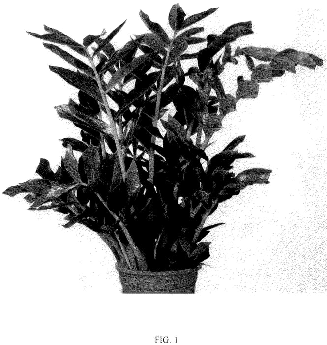 Figure 1 of US plant patent PP36260, the photograph of Queen printed in the patent.