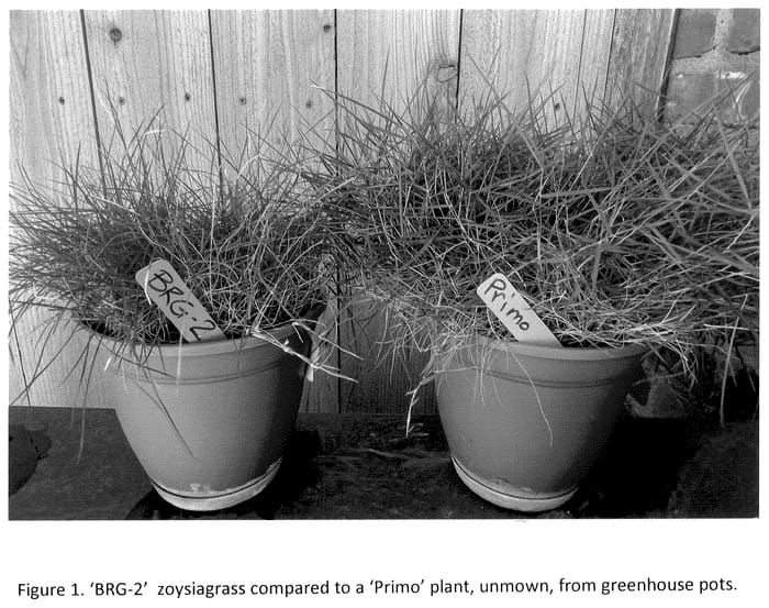 Figure 1 of US plant patent PP36261, the photograph of BRG-2 printed in the patent.