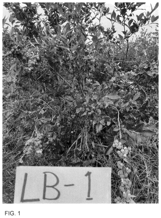 Figure 1 of US plant patent PP36262, the photograph of LB-1 printed in the patent.