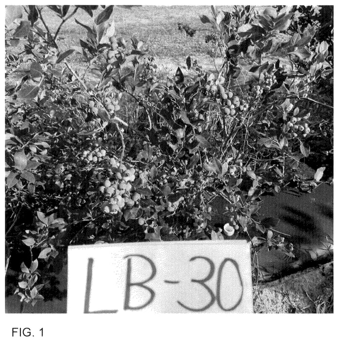 Figure 1 of US plant patent PP36263, the photograph of LB-30 printed in the patent.