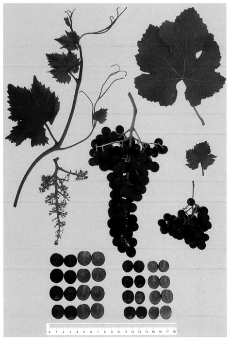 Figure 1 of US plant patent PP36264, the photograph of Gensel 4 printed in the patent.