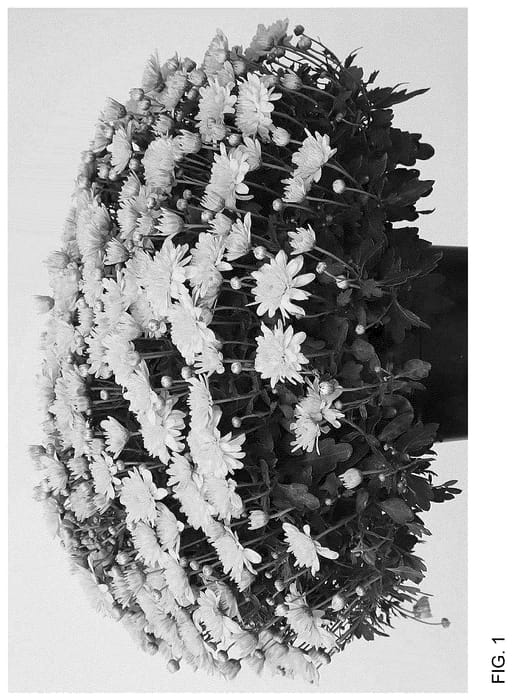 Figure 1 of US plant patent PP36265, the photograph of Josarayel printed in the patent.