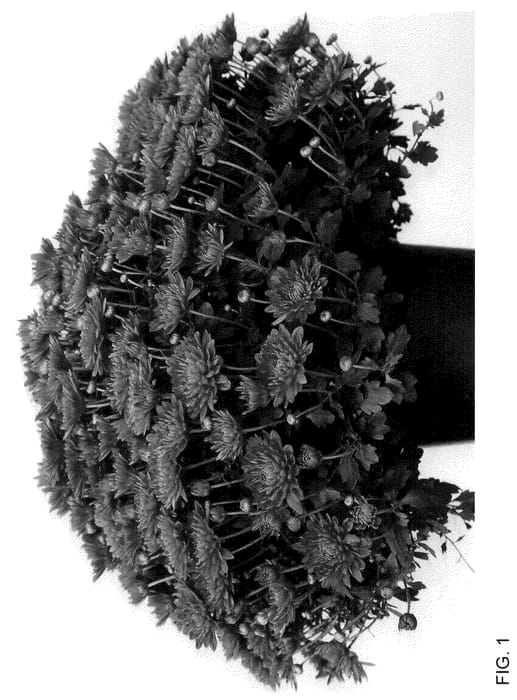 Figure 1 of US plant patent PP36266, the photograph of Josarador printed in the patent.