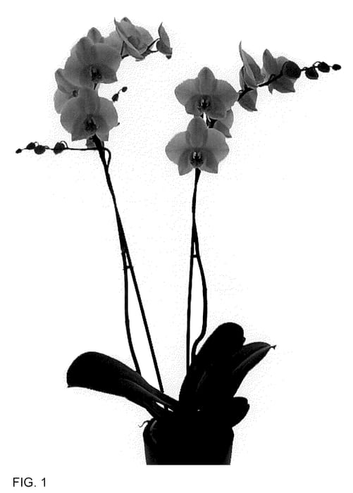 Figure 1 of US plant patent PP36267, the photograph of Mint printed in the patent.