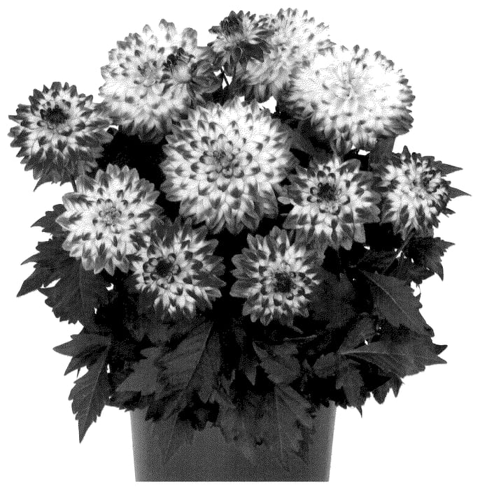 Figure 1 of US plant patent PP36268, the photograph of Dodahyptrobre printed in the patent.