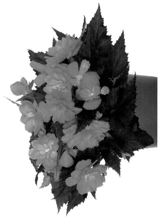 Figure 1 of US plant patent PP36269, the photograph of Dobeicofikior printed in the patent.