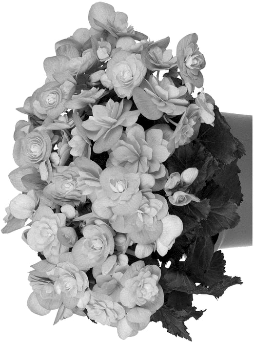 Figure 1 of US plant patent PP36270, the photograph of Dobegmotwosal printed in the patent.