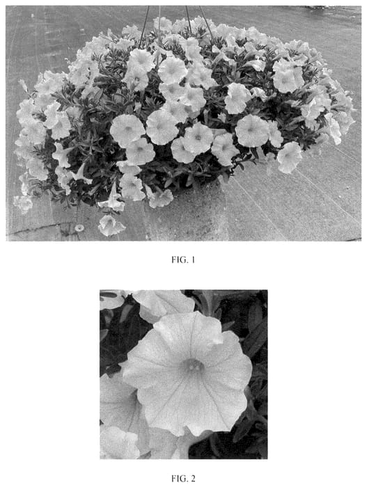 Figure 1 of US plant patent PP36271, the photograph of Balpetcel145 printed in the patent.