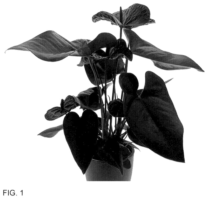 Figure 1 of US plant patent PP36272, the photograph of AN2142228 printed in the patent.