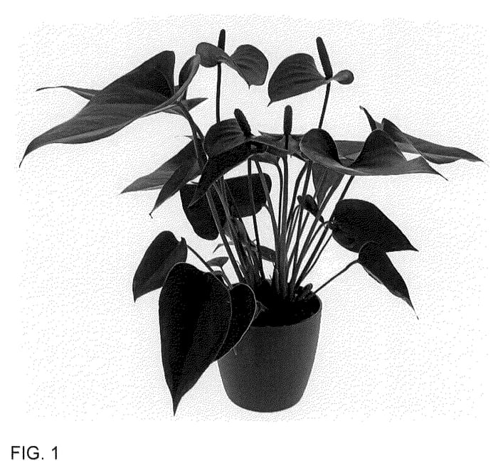 Figure 1 of US plant patent PP36273, the photograph of AN2865200 printed in the patent.
