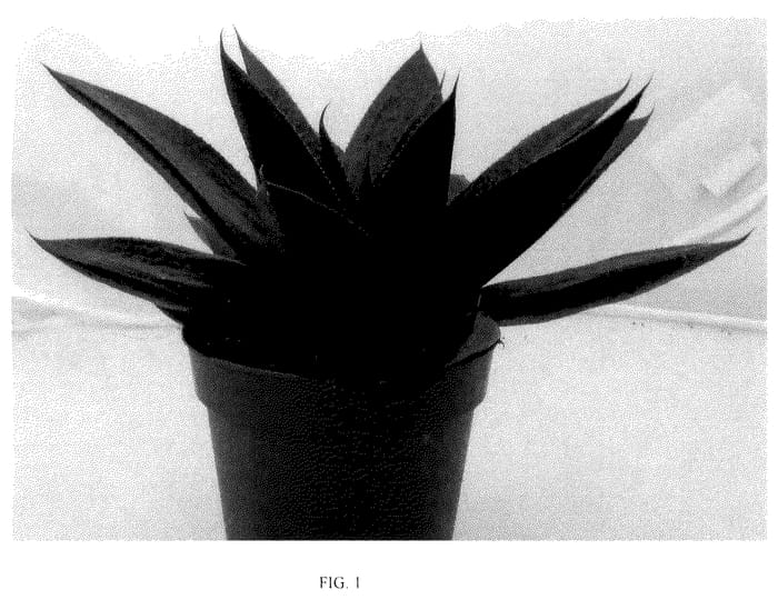 Figure 1 of US plant patent PP36274, the photograph of BINL-19145 printed in the patent.
