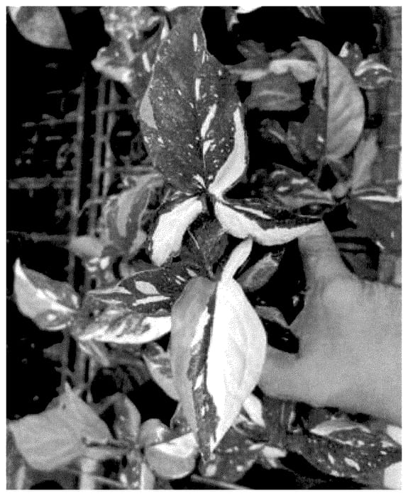 Figure 1 of US plant patent PP36275, the photograph of CLA 20230912 printed in the patent.