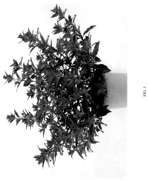 Figure 1 of US plant patent PP36276, the photograph of DCUPCUBSID printed in the patent.