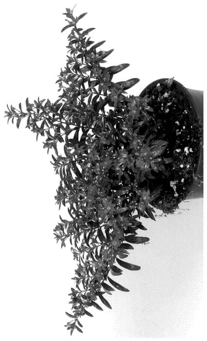 Figure 1 of US plant patent PP36277, the photograph of Docupla 24 printed in the patent.