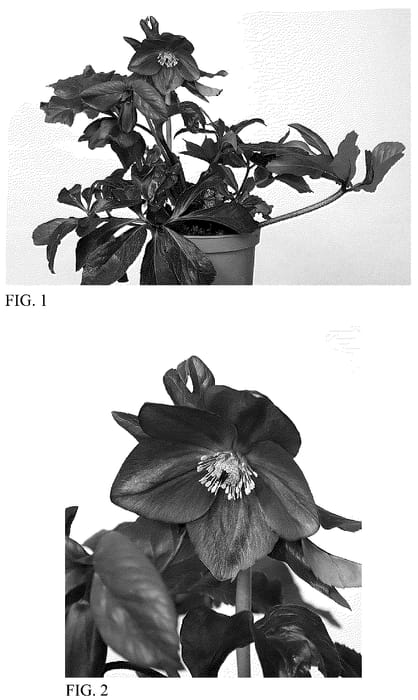 Figure 1 of US plant patent PP36278, the photograph of HON 1612 printed in the patent.