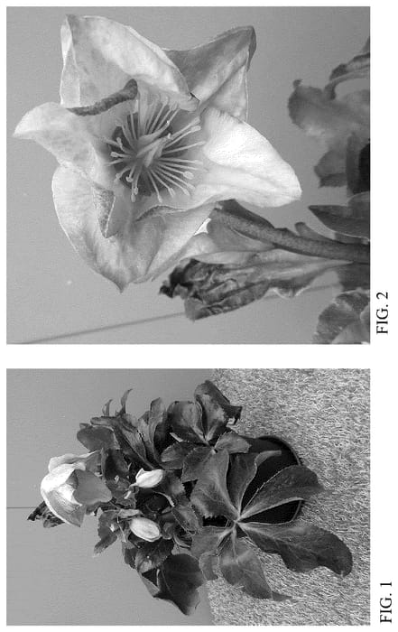 Figure 1 of US plant patent PP36279, the photograph of HF 1116 printed in the patent.