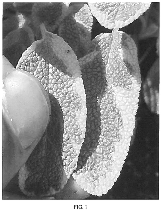 Figure 1 of US plant patent PP36280, the photograph of Celebration printed in the patent.
