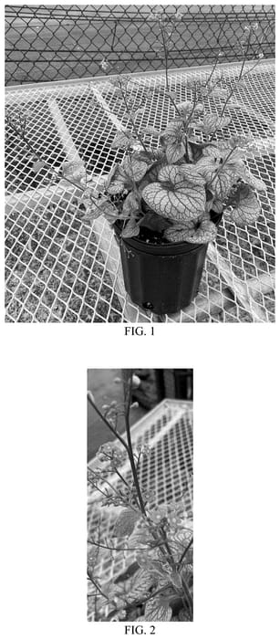 Figure 1 of US plant patent PP36281, the photograph of Balbrufline printed in the patent.