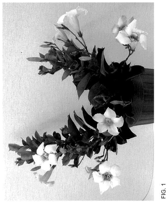 Figure 1 of US plant patent PP36282, the photograph of Sunpa 421 printed in the patent.