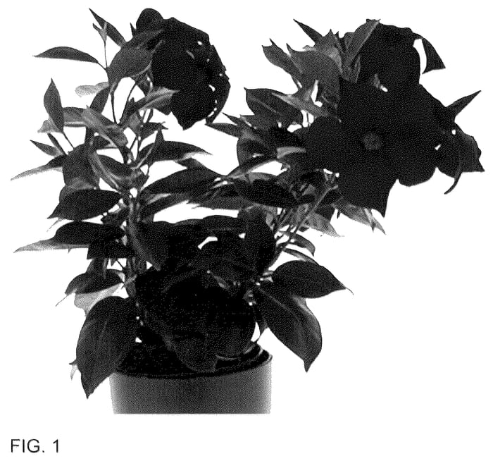 Figure 1 of US plant patent PP36283, the photograph of Inmanbemag printed in the patent.