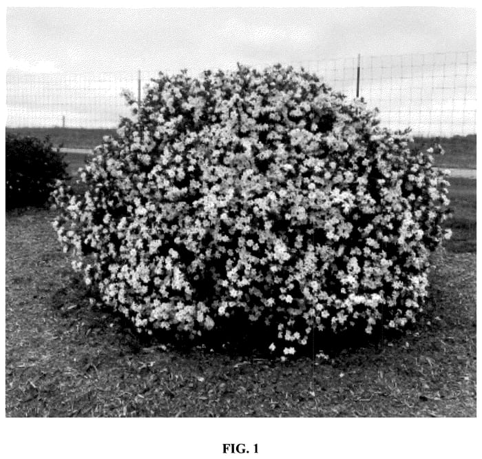 Figure 1 of US plant patent PP36284, the photograph of Baildeniaone printed in the patent.