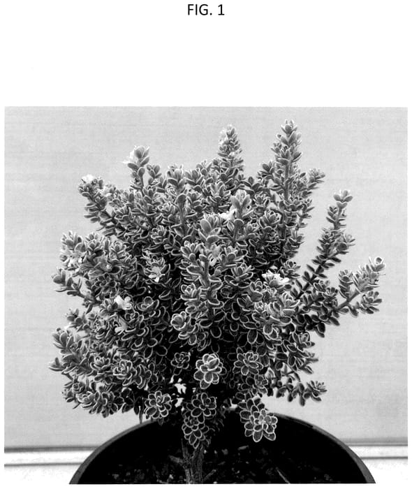 Figure 1 of US plant patent PP36285, the photograph of WES10 printed in the patent.