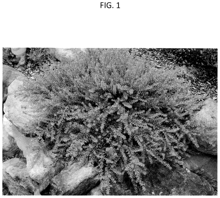 Figure 1 of US plant patent PP36286, the photograph of WES09 printed in the patent.