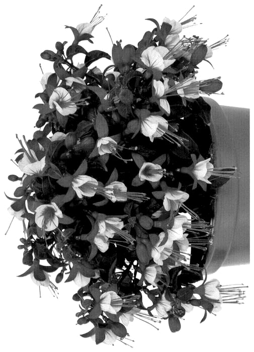 Figure 1 of US plant patent PP36287, the photograph of Dofuchbalrel printed in the patent.