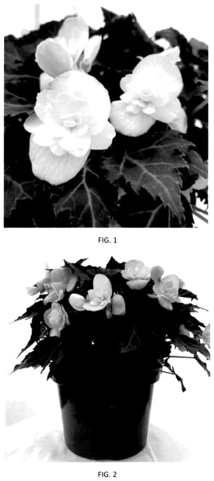 Figure 1 of US plant patent PP36288, the photograph of BEYZ0002 printed in the patent.
