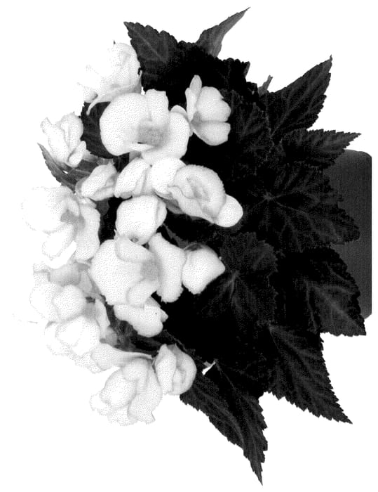 Figure 1 of US plant patent PP36289, the photograph of Dobeciupblu printed in the patent.