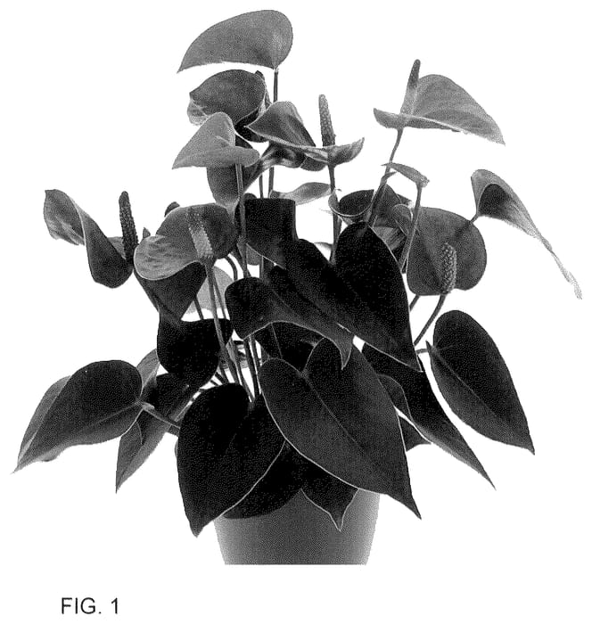 Figure 1 of US plant patent PP36290, the photograph of AN2631609 printed in the patent.
