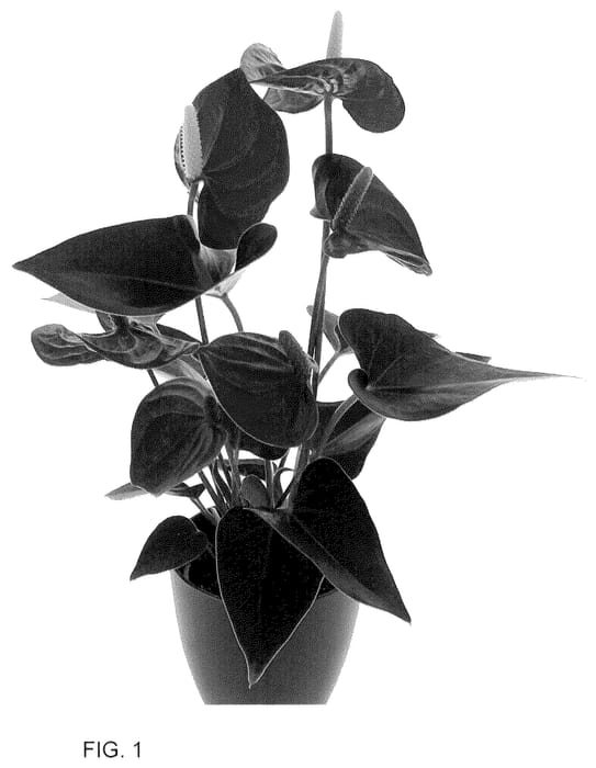 Figure 1 of US plant patent PP36291, the photograph of AN2824056 printed in the patent.