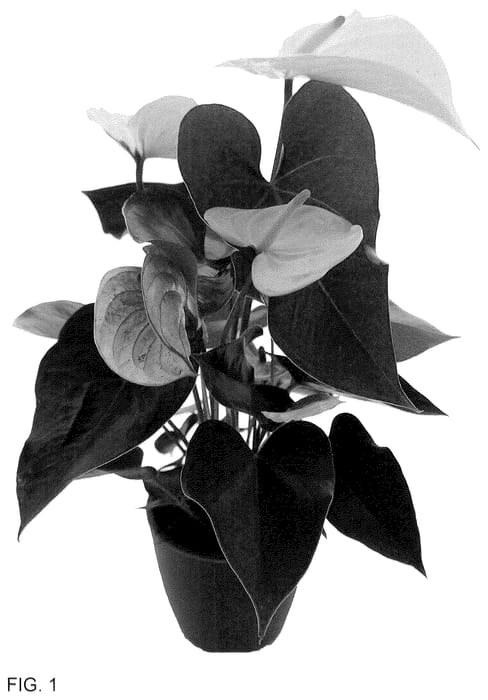 Figure 1 of US plant patent PP36292, the photograph of AN2824663 printed in the patent.